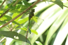 Coryphaeschna viriditas