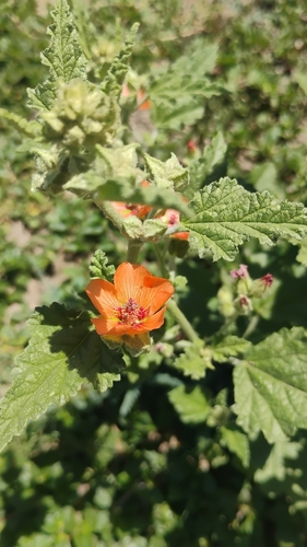 Sphaeralcea miniata, photograph 4