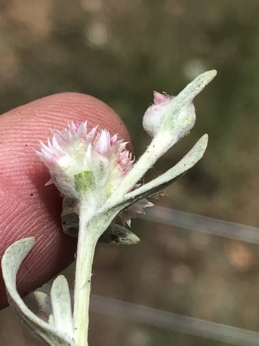 Helichrysum candolleanum image