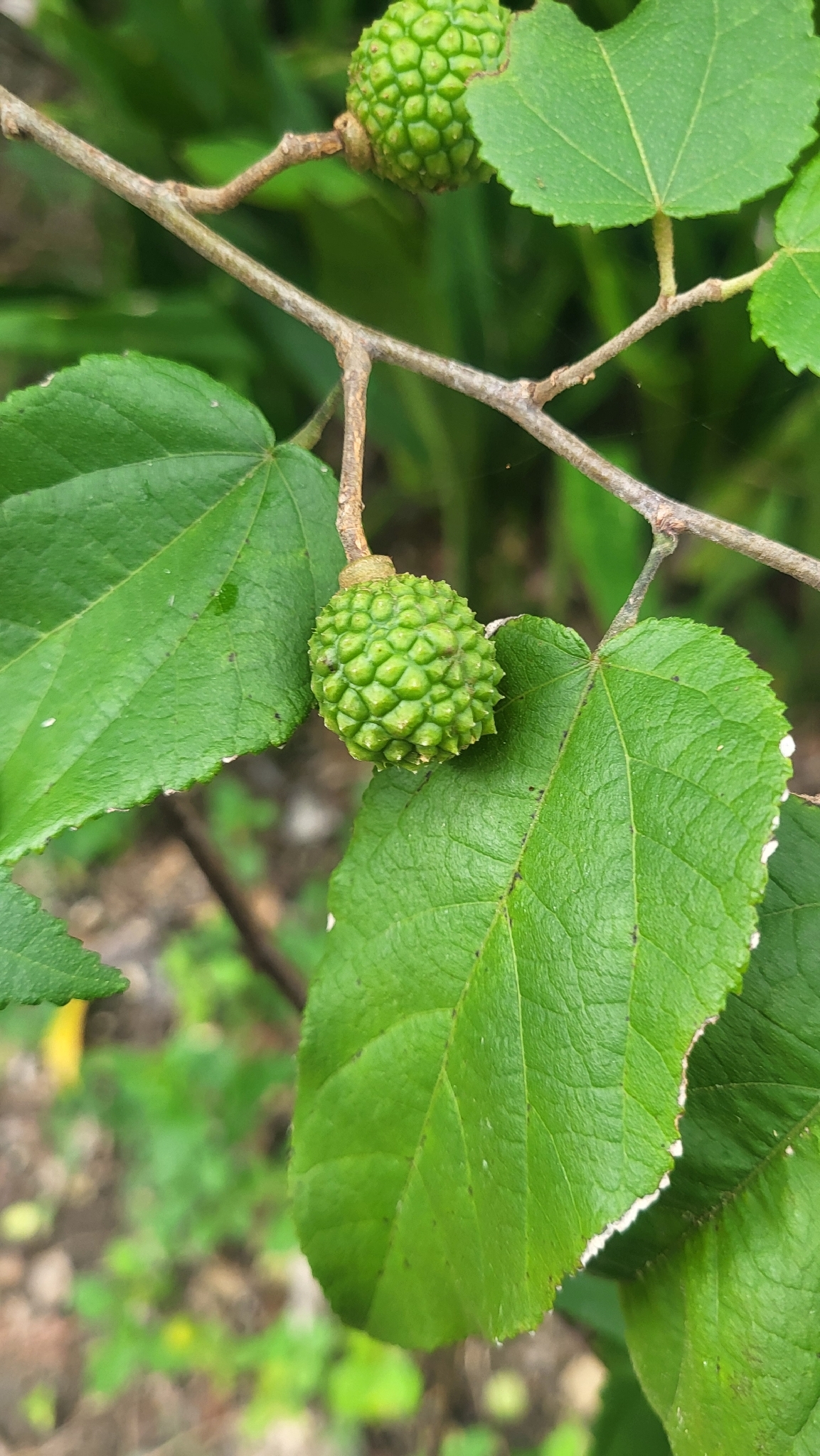 Foto de Guazuma ulmifolia Lam.