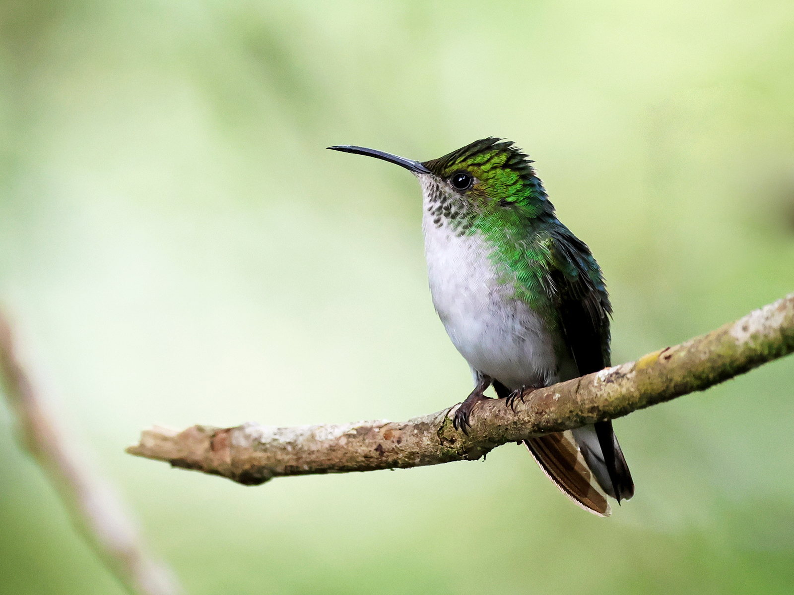 Coppery-headed Emerald (Microchera cupreiceps), photo 4