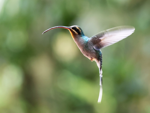 Green Hermit (Phaethornis guy), photo 5
