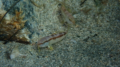 Upeneichthys