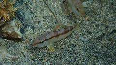 Upeneichthys