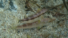 Upeneichthys