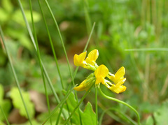 Hippocrepis comosa