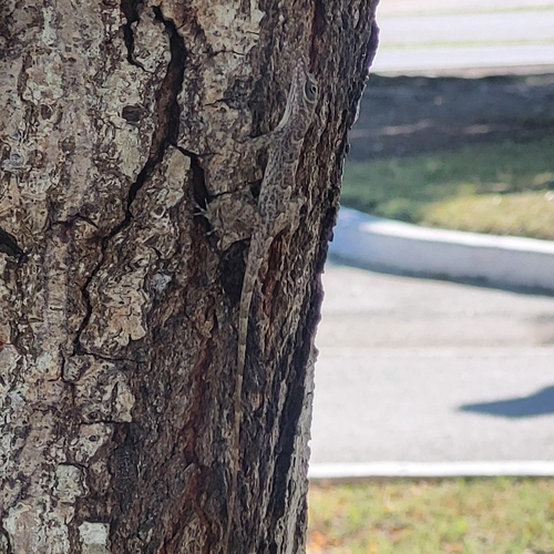 Guantanamo Anole