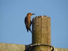 Melanerpes aurifrons