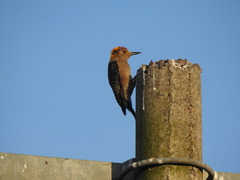 Melanerpes aurifrons