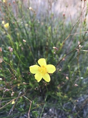 Crocanthemum aldersonii