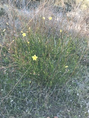 Crocanthemum aldersonii