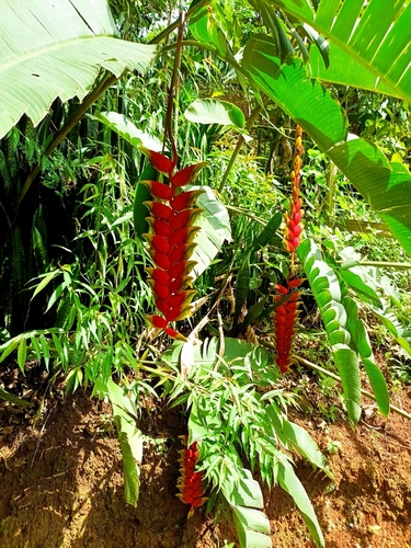 Hanging Lobster Claw Heliconia
