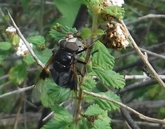 Copestylum purpurascens