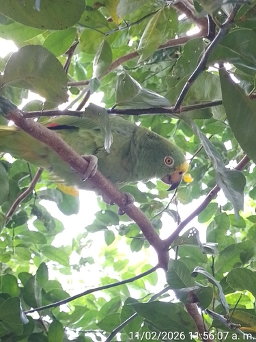 Yellow-crowned Amazon