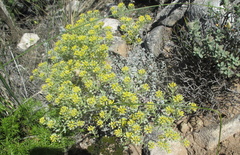 Alyssum serpyllifolium