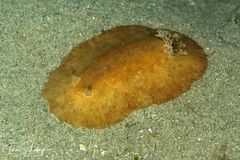 Sclerodoris trenberthi