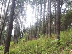 Pinus patula