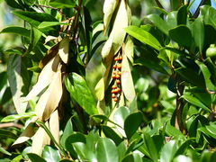 Citharexylum caudatum