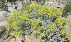 Alyssum serpyllifolium