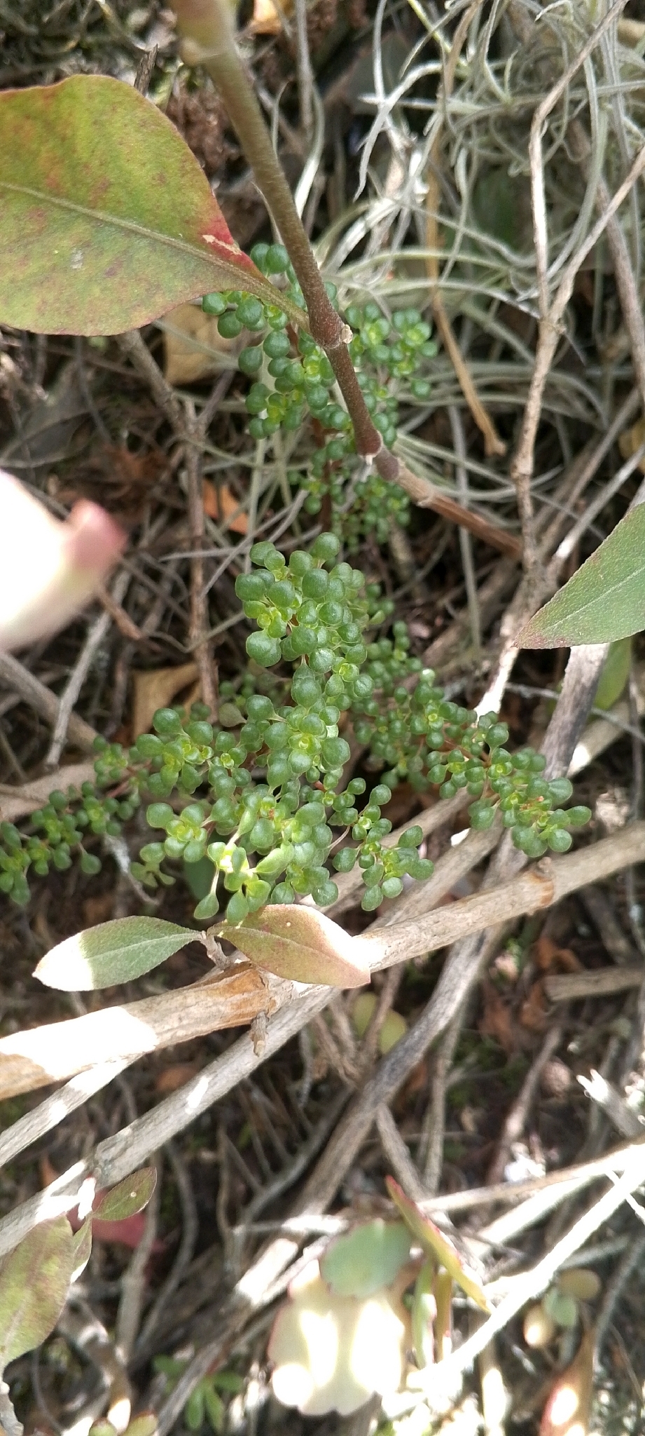 Pilea de las rocas