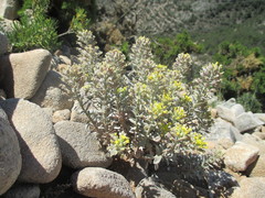 Alyssum serpyllifolium