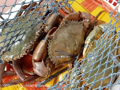 Scylla tranquebarica