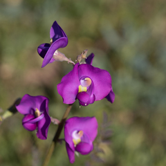 Swainsona procumbens