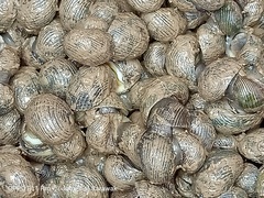 Nerita litterata