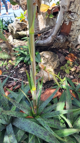 Agave maculata