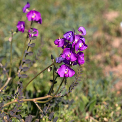 Swainsona procumbens
