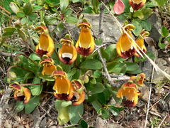 Calceolaria uniflora