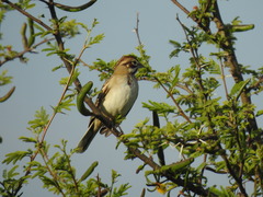 Chondestes grammacus