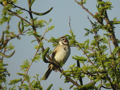 Chondestes grammacus