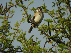 Chondestes grammacus