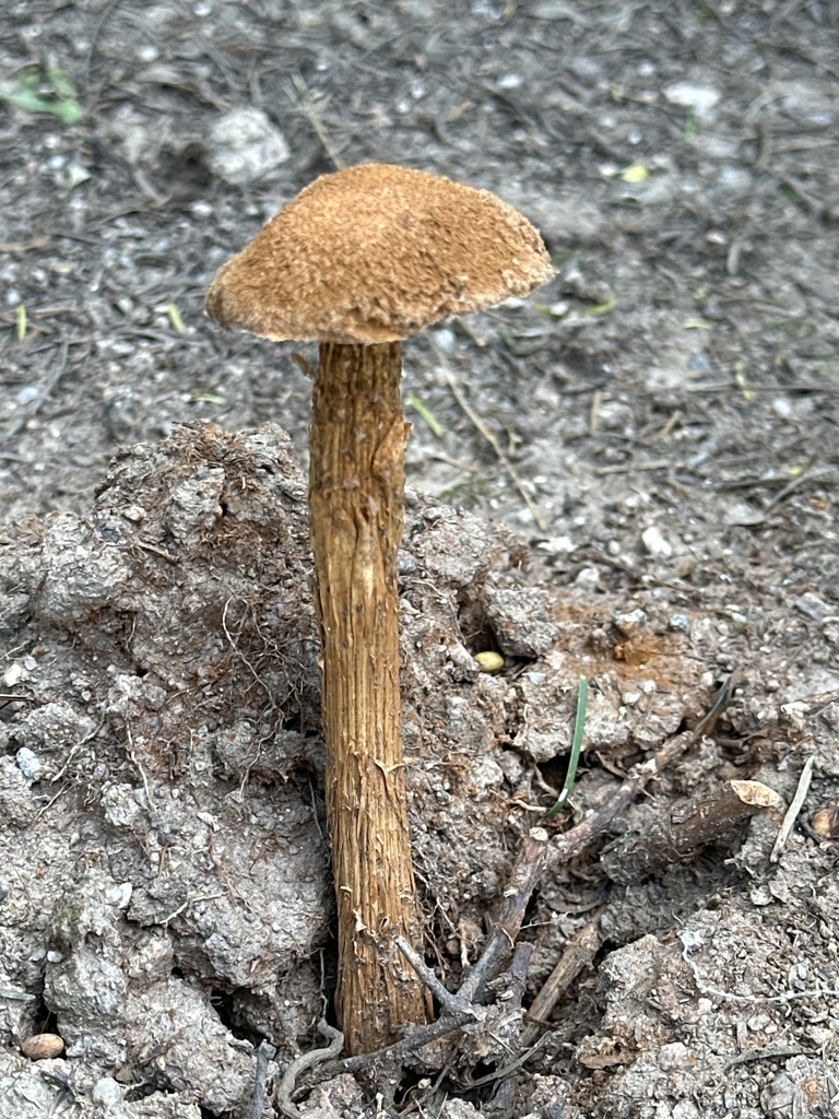 Battarrea phalloides · February 2026 · photo: © argonauta (iNaturalist, cc-by)