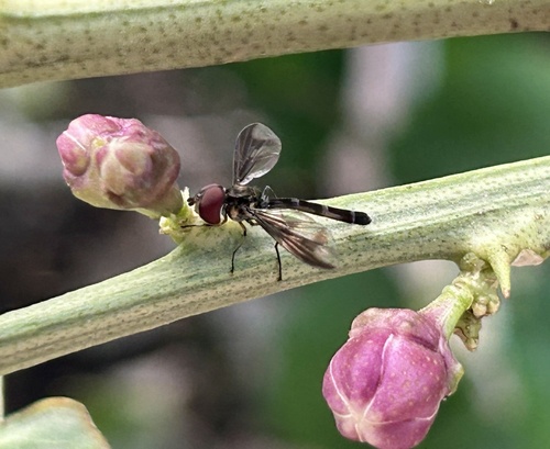 Unknown species found near Northwest Side, San Antonio, TX, US
