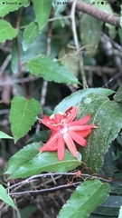 Passiflora arta