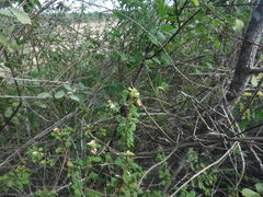 Copestylum purpurascens