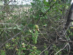 Copestylum purpurascens