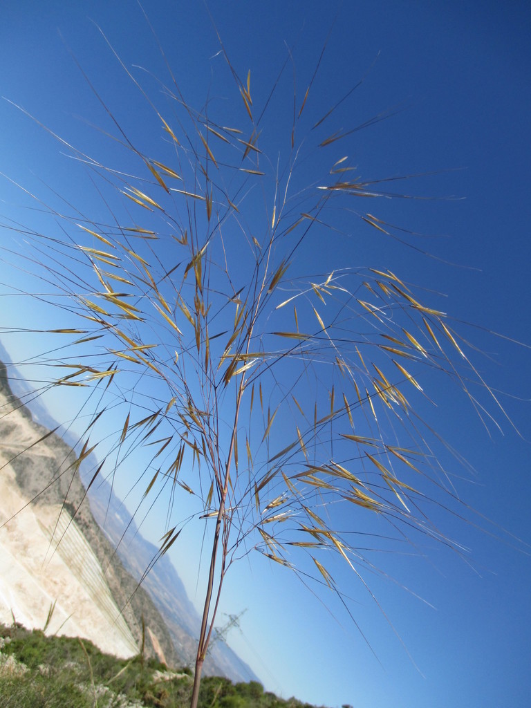 Chrysopogon gryllus (Chrysopogon gryllus)