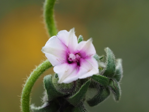 Tiny Morning Glory (Ipomoea eriocarpa)