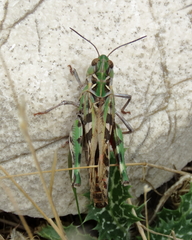 Oedaleus decorus