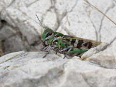 Oedaleus decorus
