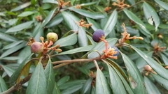 Machilus thunbergii