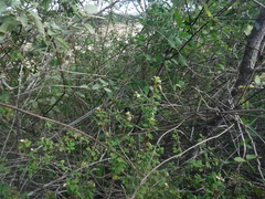 Copestylum purpurascens