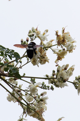 Xylocopa