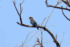 Eurystomus orientalis pacificus