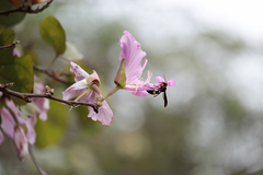 Synagris cornuta basalis