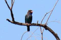 Eurystomus orientalis pacificus