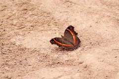 Precis archesia ugandensis